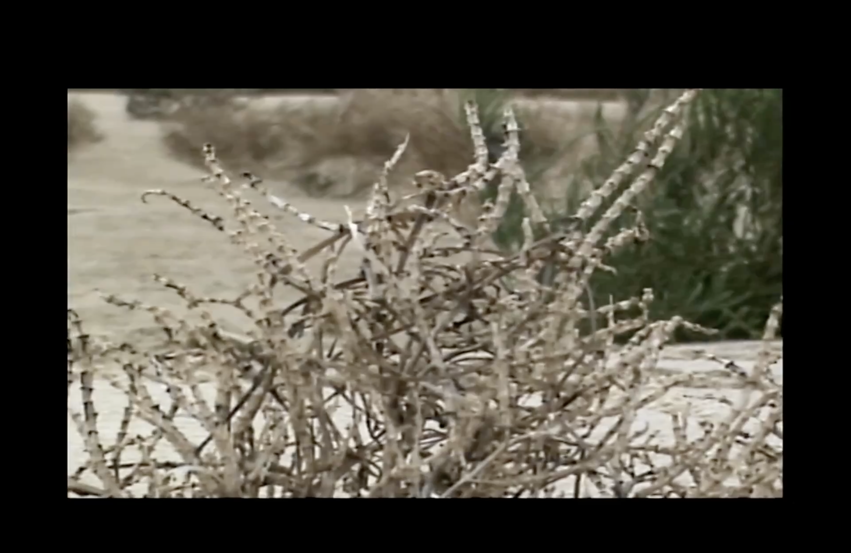 Ricardo Cartaxo Benrós Monteiro